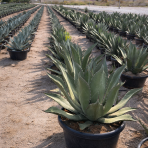 Agáva salmianova (Agave salmiana) ´FEROX´ - výška 60-80 cm, Ø 70-80 cm, kont. C75L (-8°C)